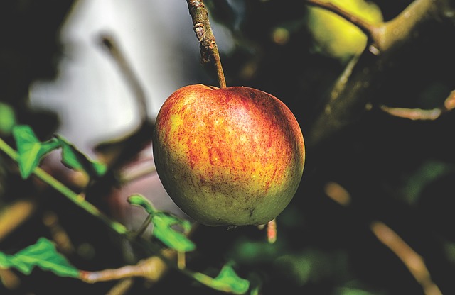 Äpfel gegen Sodbrennen